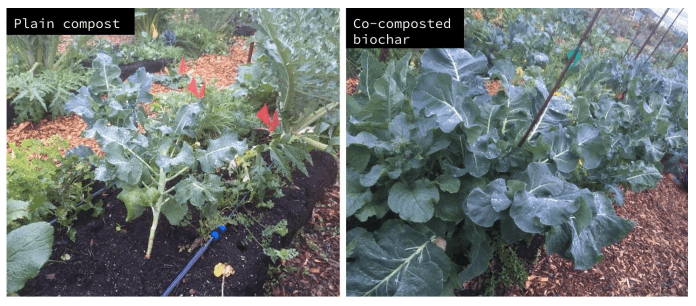 broccoli plant(plain compost vs. co-compost biochar)