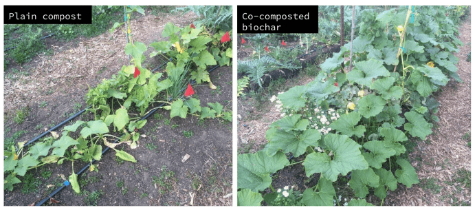 pumpkin plant (plain compost vs. co-compost biochar)