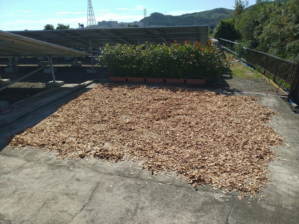 biomass woodchips drying at solar array